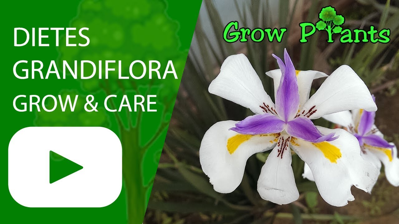 Dietes grandiflora - growing & care