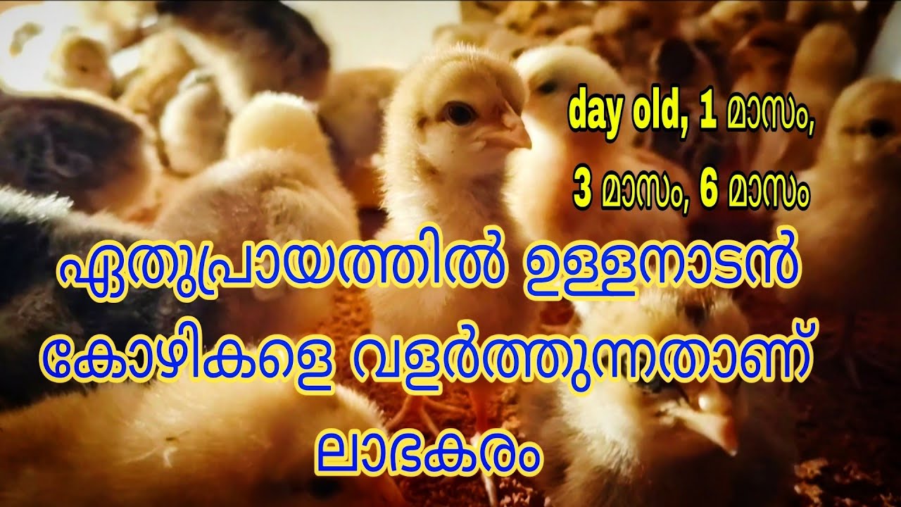 നാടൻ കോഴികളെ ഏതുപ്രായത്തിൽ വാങ്ങി വളർത്തുന്നതാണ് ലാഭകരം 
