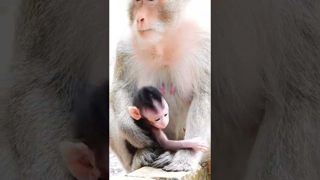 Cute Baby Monkey Cinn #Shorts 196