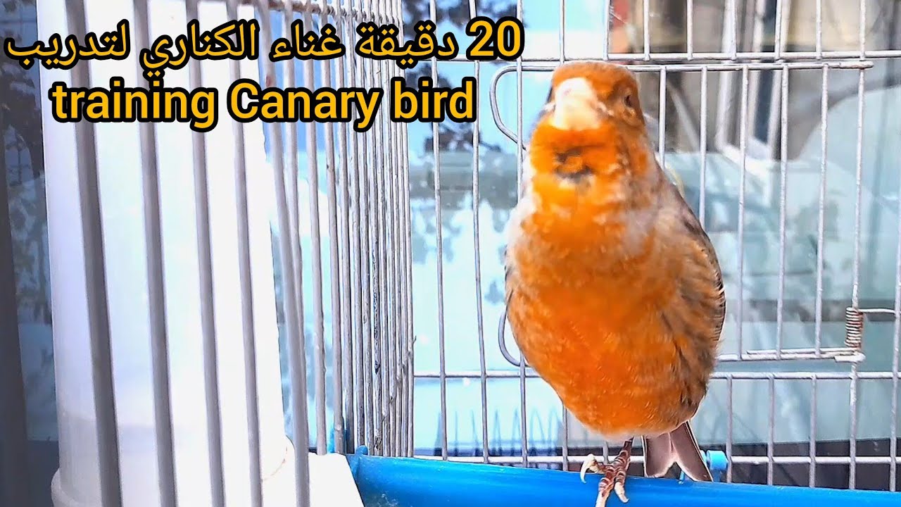 20 минут пения канареек для обучения самца и самки пению и спариванию.