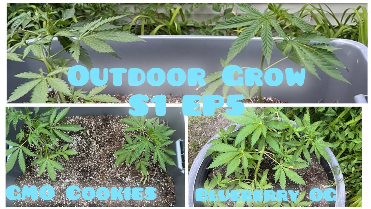 Transplanting And Training Cannabis plants Outdoor grow S1 EP5