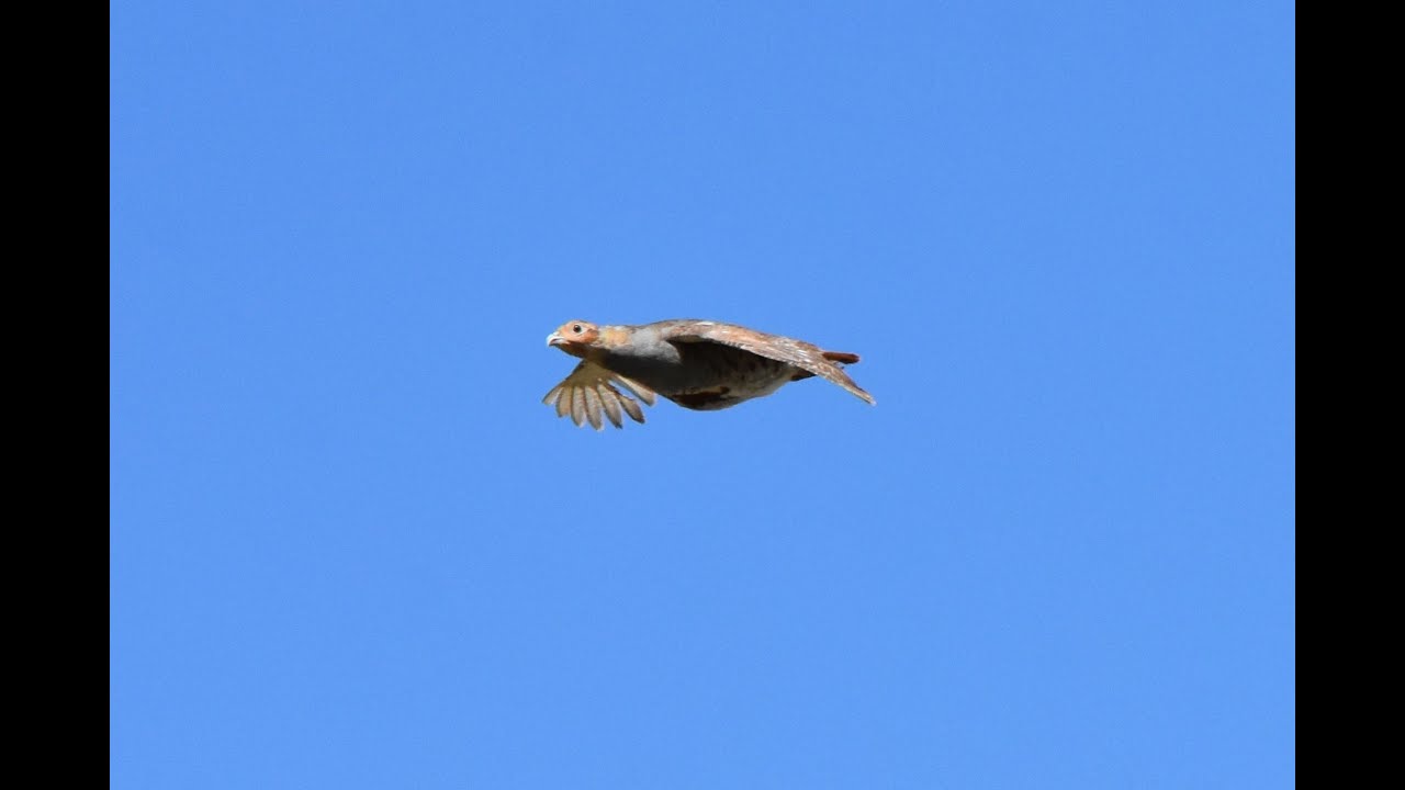 2021 PERDRIX ET POINTER   Ojean de SGL chasse sur perdrix grises
