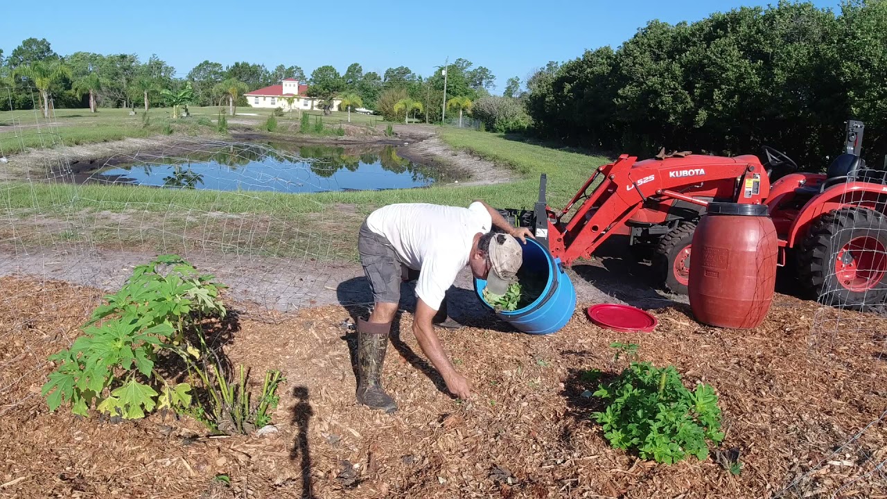 making fertilizer out of Mexican Sunflower Tithonia diversifolia