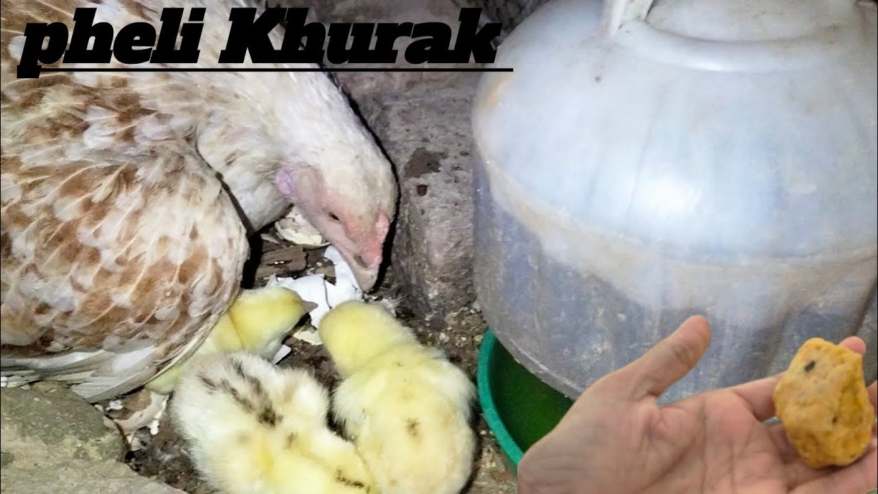 Rani Ke Backo Ko Pheli Khurak Dedi | Gur Wala Pani | Zain javaid vlogs