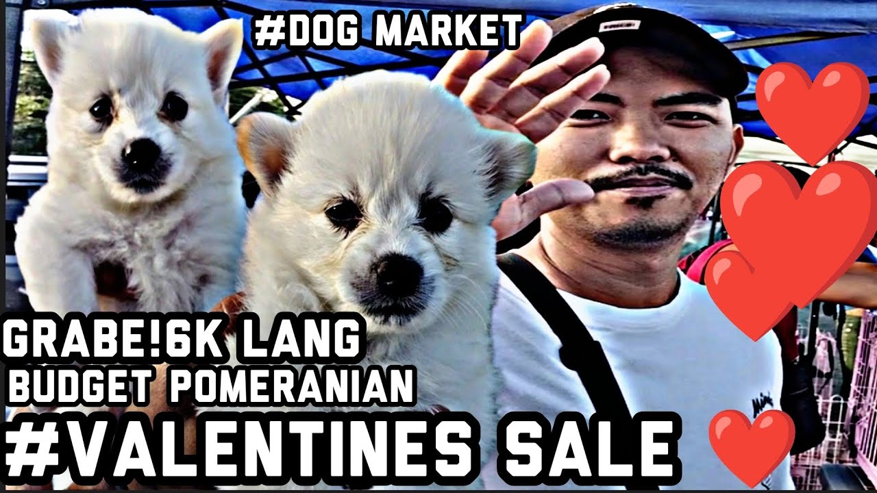 #Bocaue petmarket#Dog Market #BUDGET Pomeranian 6k lang#Valentines Sale ❤️❤️