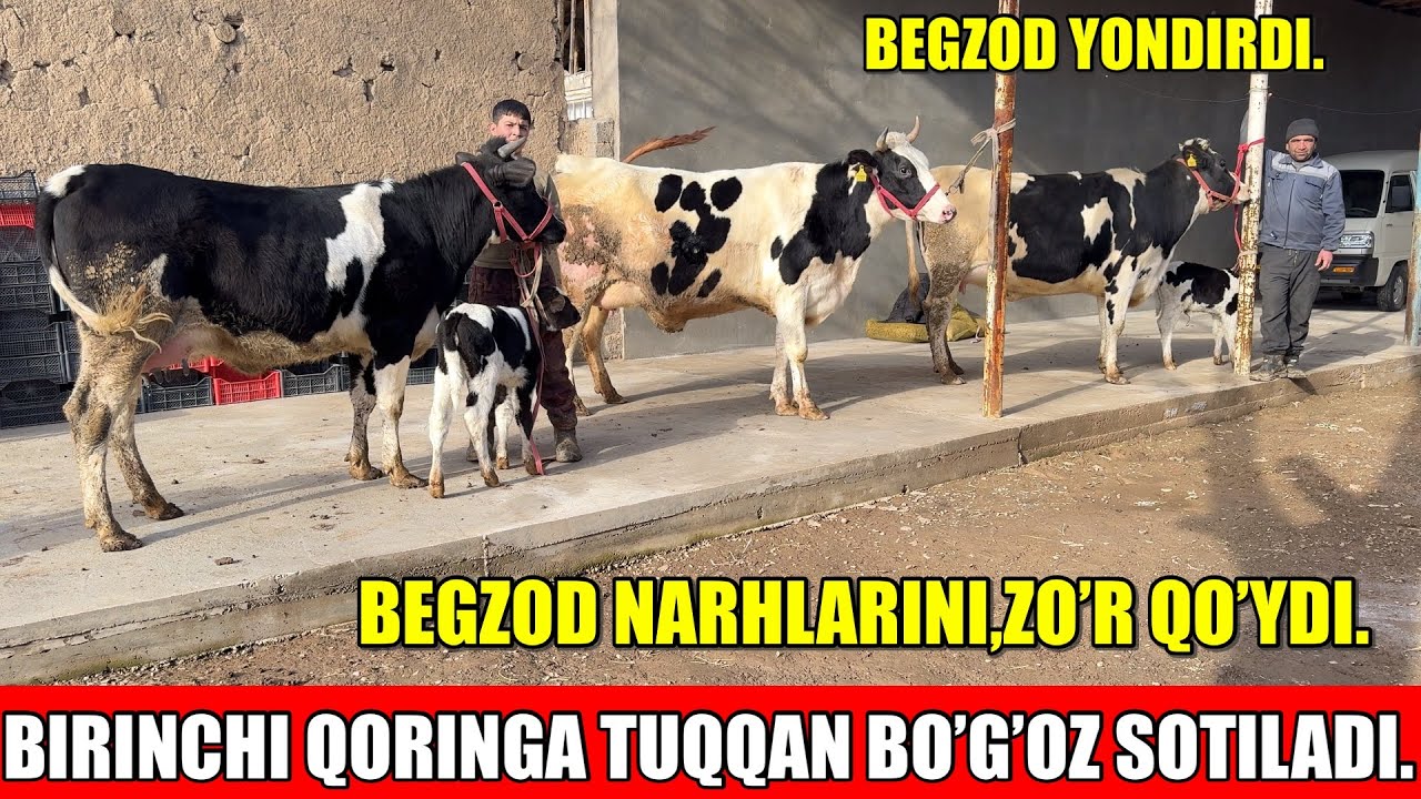 BIRINCHI QORINGA BO’G’OZ TUQQAN G’UNAJINLARI SOTILADI.