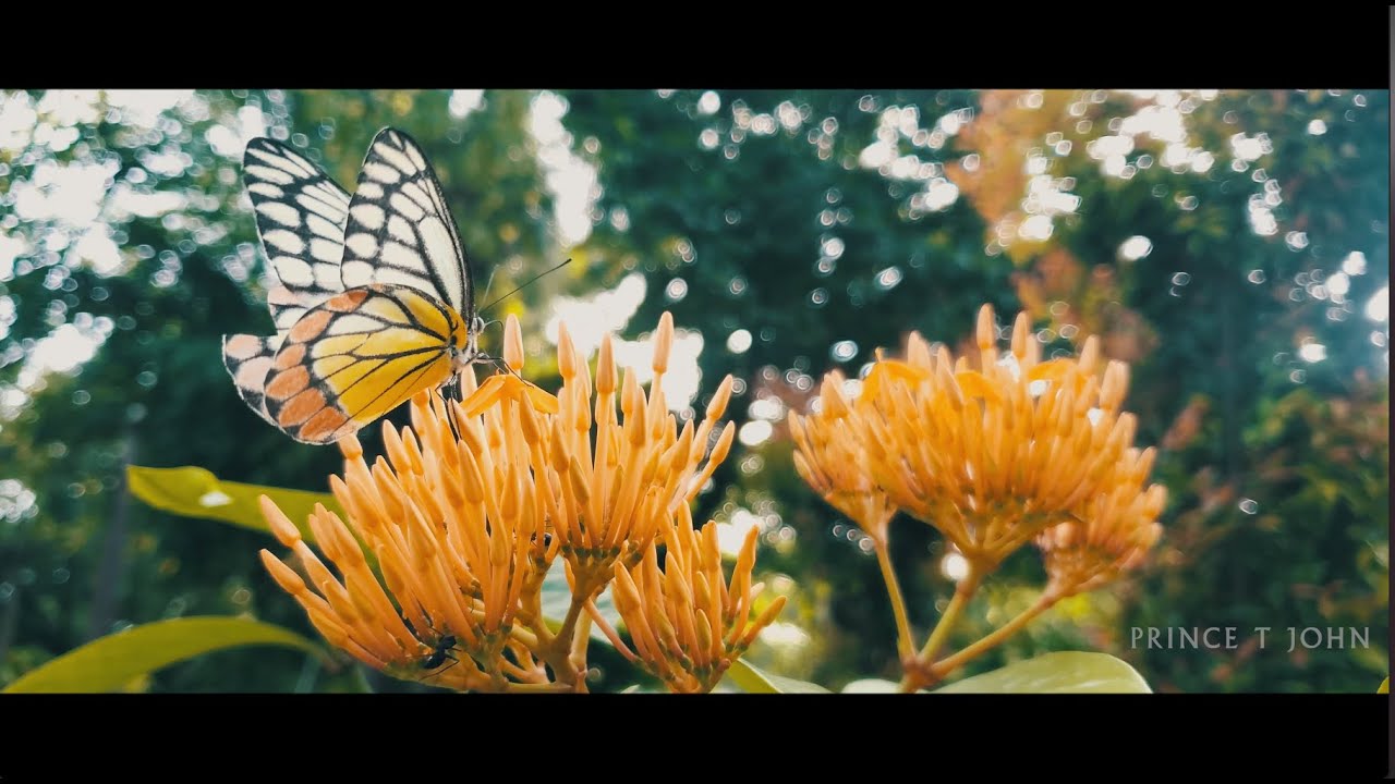 Into The Nature II Filmed on Samsung Galaxy S10e II 4K Video