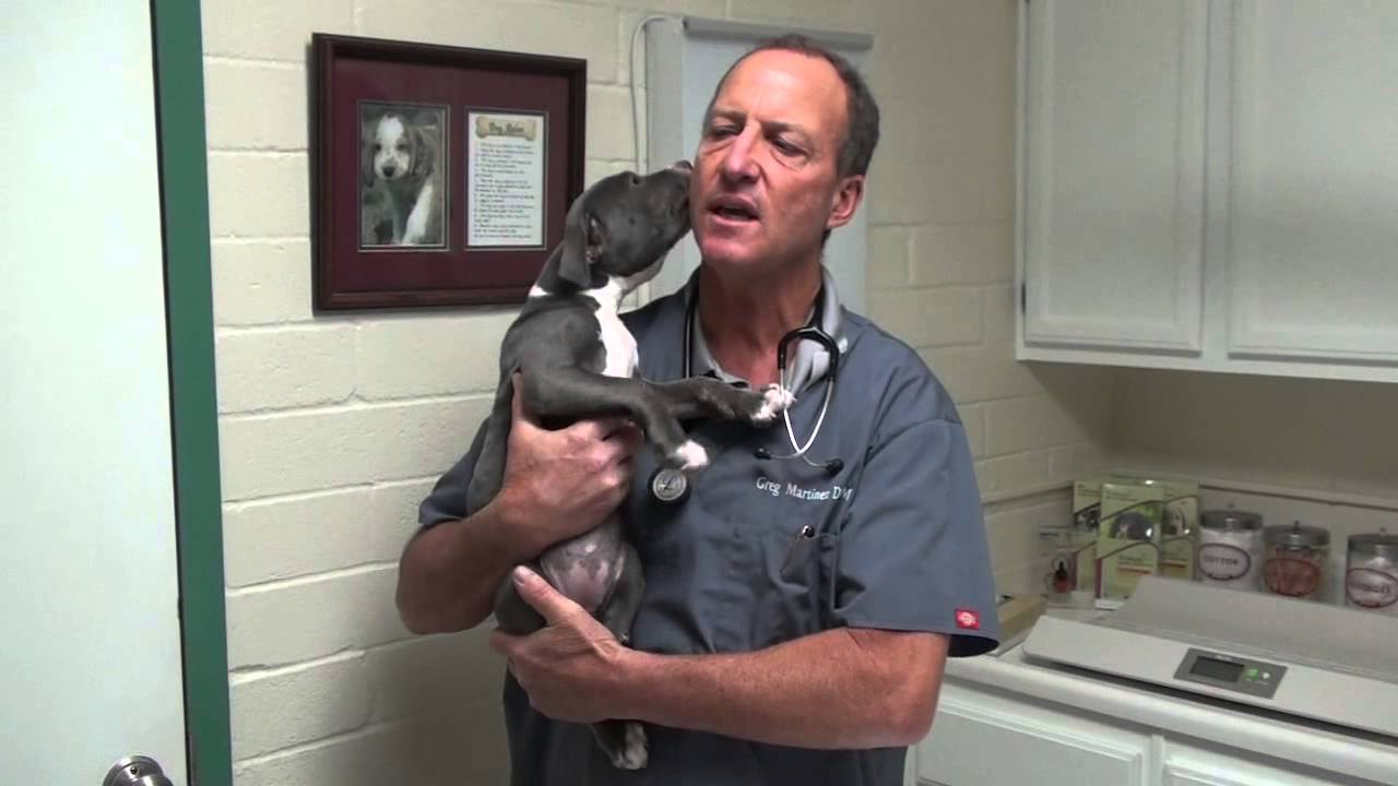 Swollen puppy:Juvenile Cellulitis