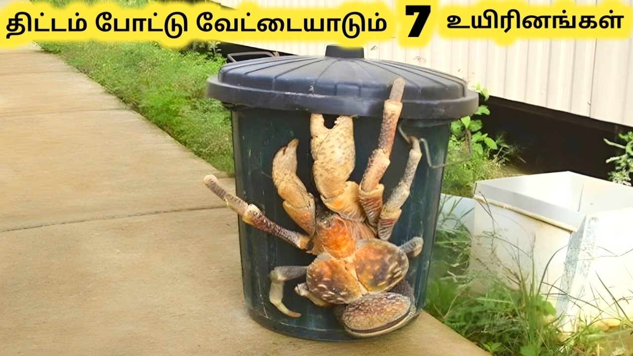 விசித்திர உயிரினங்கள் || Top Amazing Animals You Must See|| Tamil Info Share