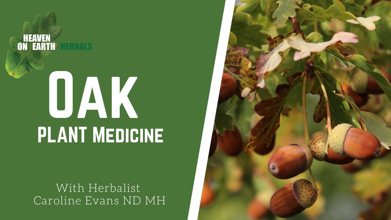 Oak medicine. health benefits of oak and acorn