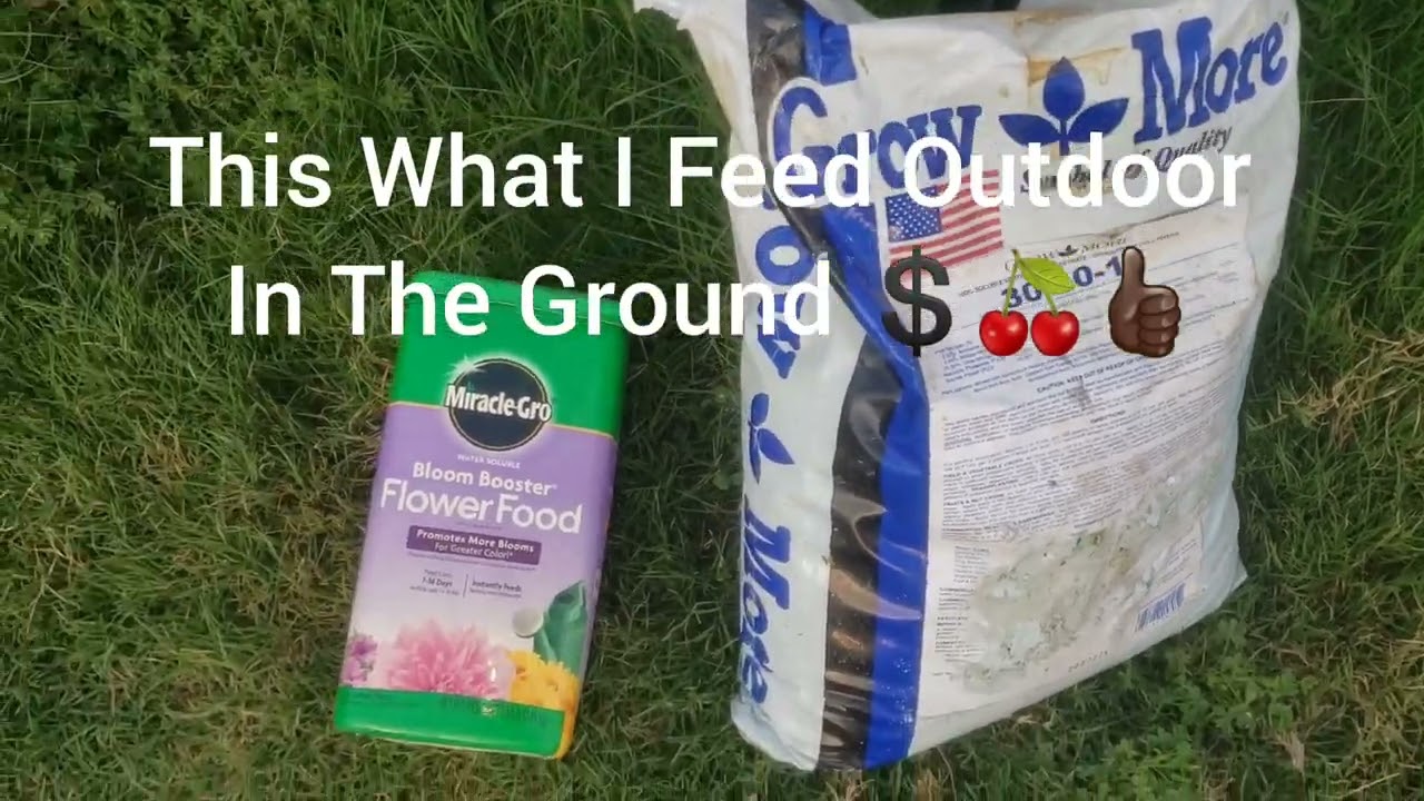 Easy Outdoor Cannabis Grow 🍒👍🏿 Fertilizer The Easy Peazy Way👌🏿 Plants In The Ground Get This💲👍🏿🍒