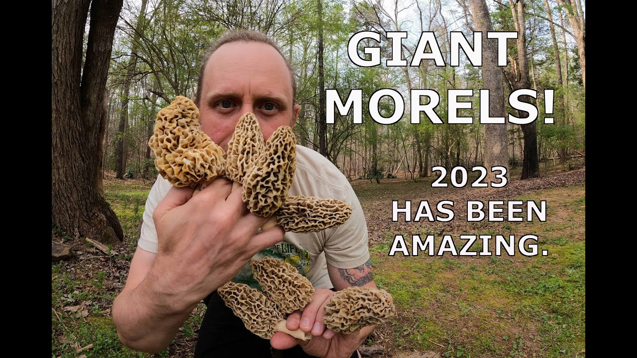 Morels 2023 Land Of Giants