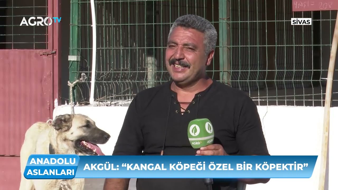 Truva'dan Barış Çiçekle Kangal Hakkında Gerçekler #2 - Truva Kangal 2022