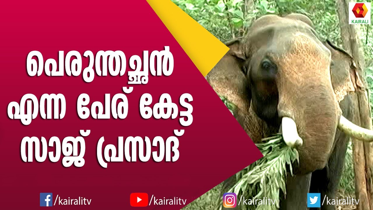 പുല്ല് പോലെ മരകഷ്ണങ്ങൾ എടുത്ത് മാറ്റിയിരുന്ന സാജ് പ്രസാദ് | Saj Prasad | E for Elephant | Kerala