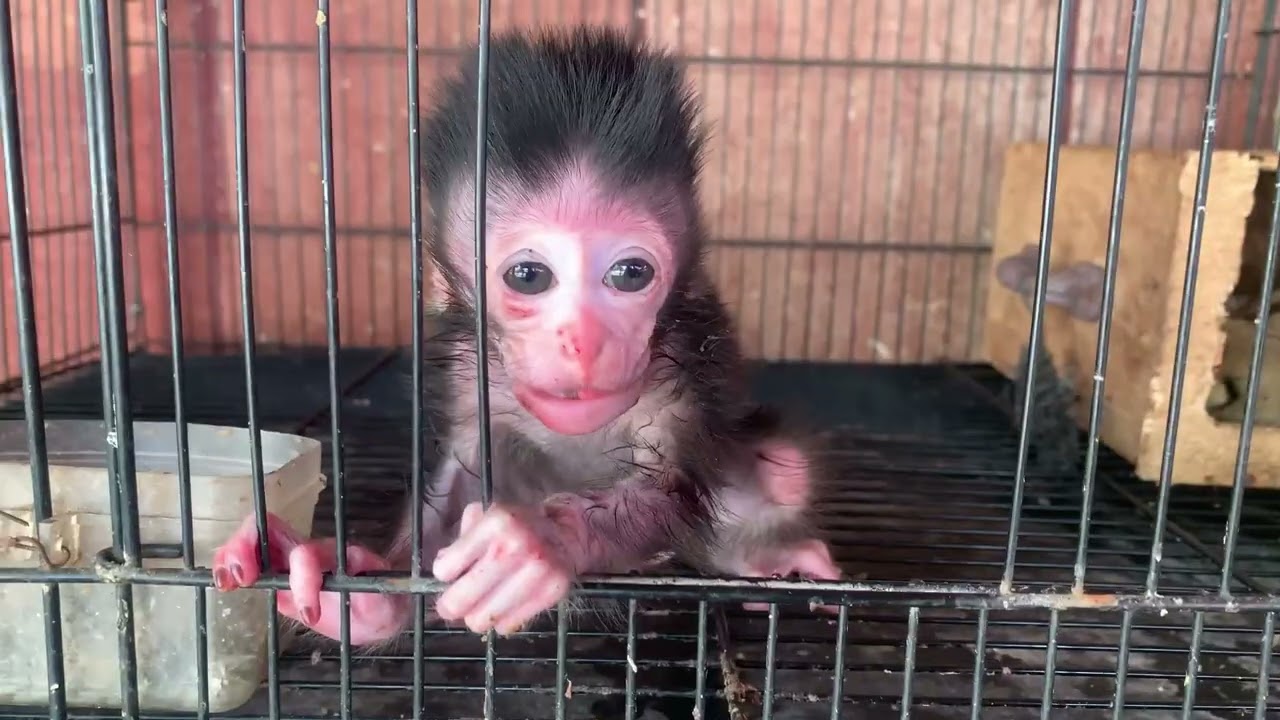 Poor little baby, covered in wounds from hunters, at the animal market