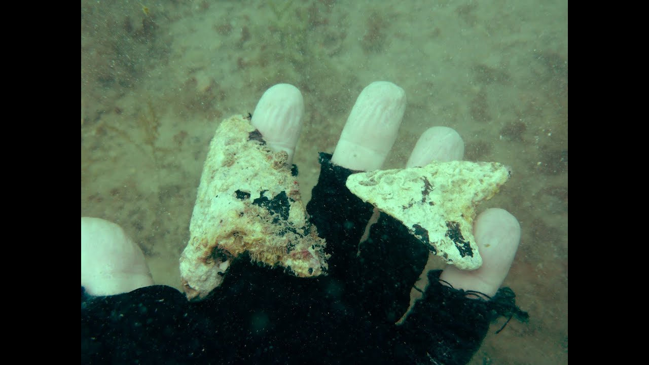 Megalodon Shark Tooth Diving off Venice Beach with Aristakat Charters
