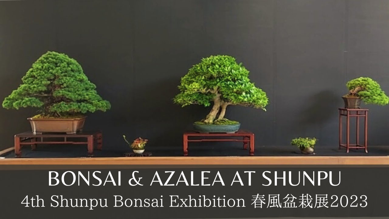 Bonsai and Azalea at 4th Shunpu Exhibition 2023 第4回春風盆栽展:盆栽＆皐月