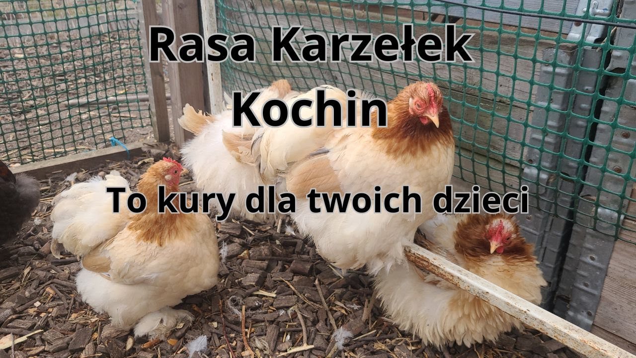 Karzełek Kochin ptaki ozdobne. Kochiny to niesamowite kury!