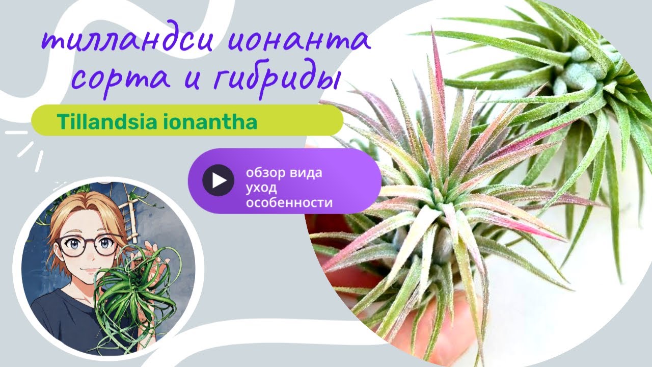 Ионанты - самые популярные тилландсии 