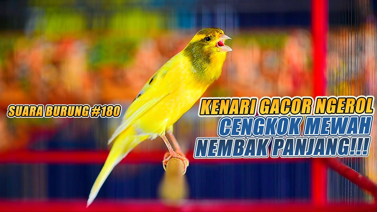 SUARA BURUNG |180| Kenari GACOR PANJANG INI Cocok untuk Masteran KENARI PAUD dan Kenari Macet BUNYI