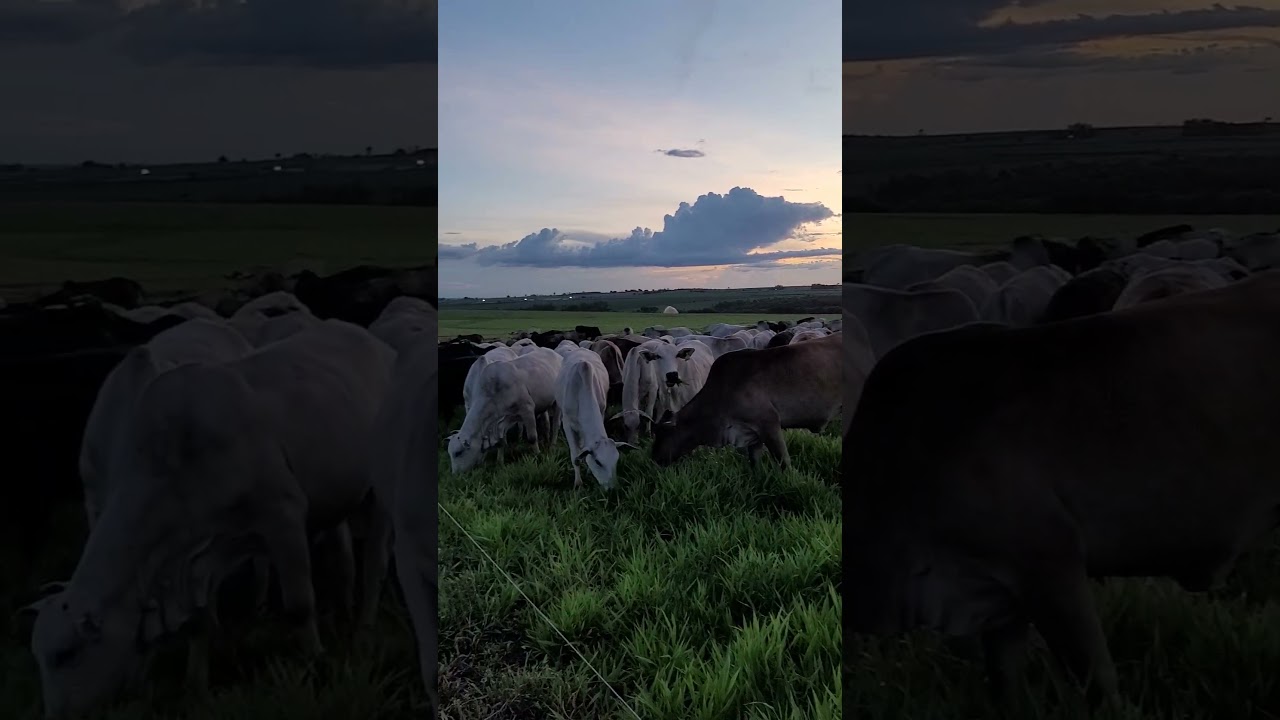 Pastejo em faixas usando a estrela.