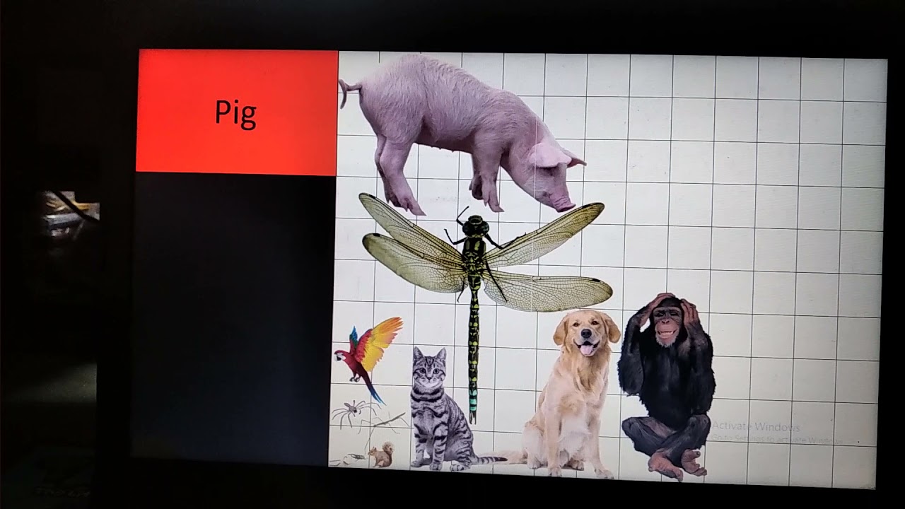 Animal size comparison 2D @reigarw 2021 remake (credit to him)