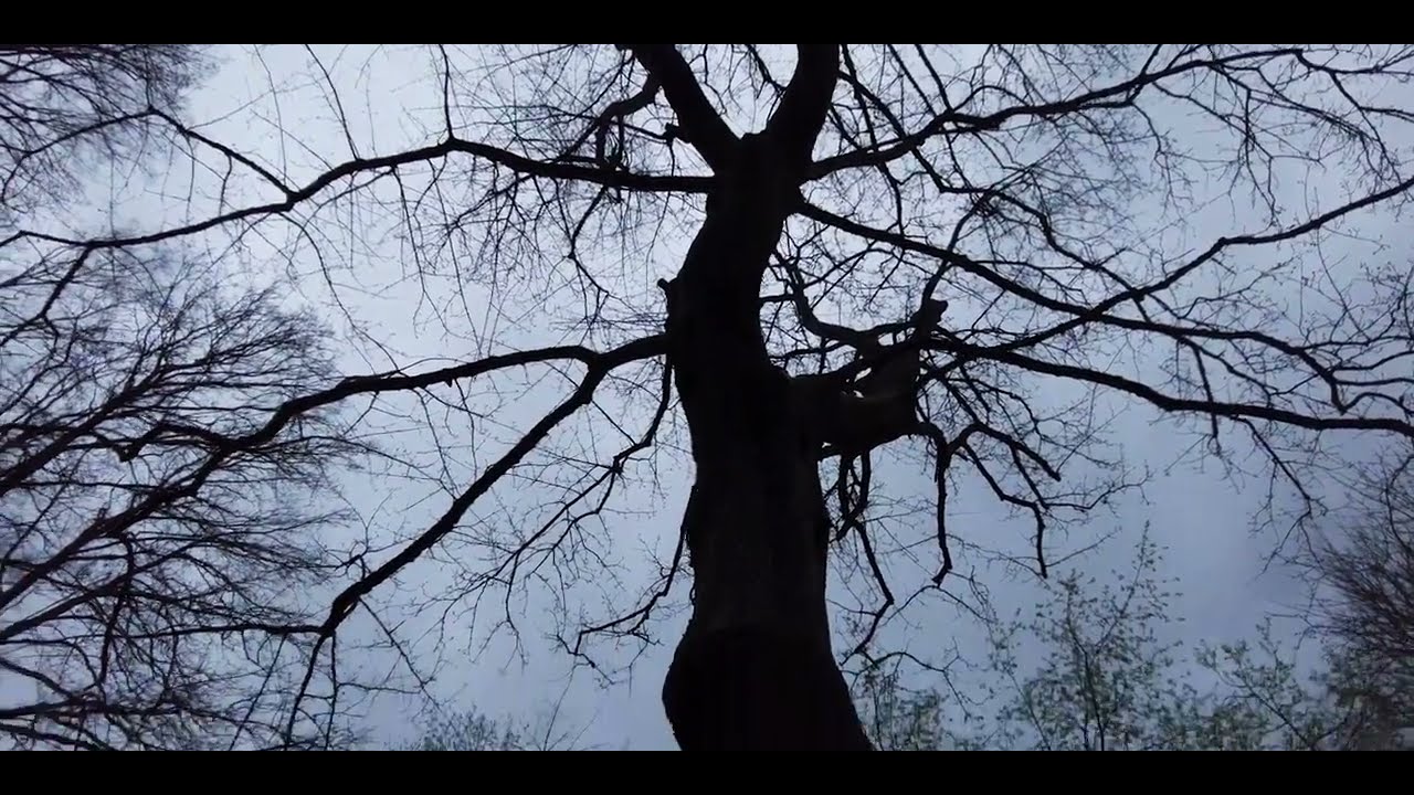 In The Forest After The Rain