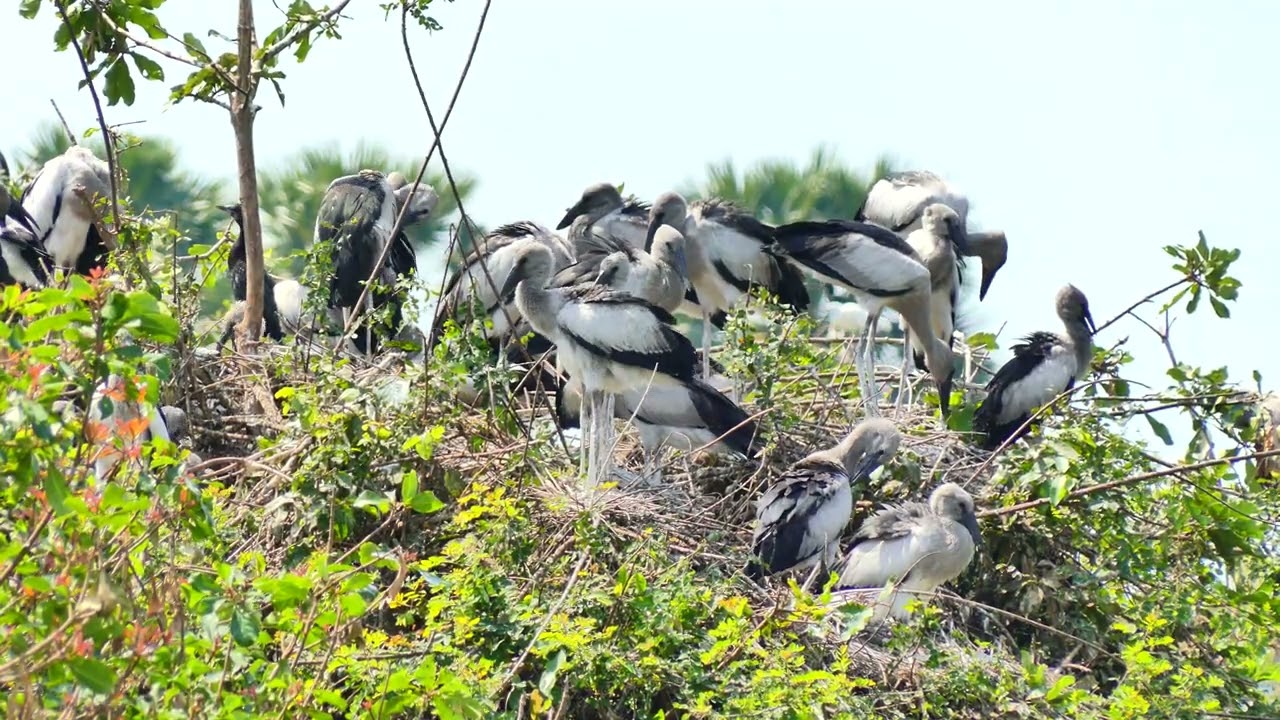 Mystery Of Bird Life Living at Flooded Forest  In The Beautiful World  the 00184