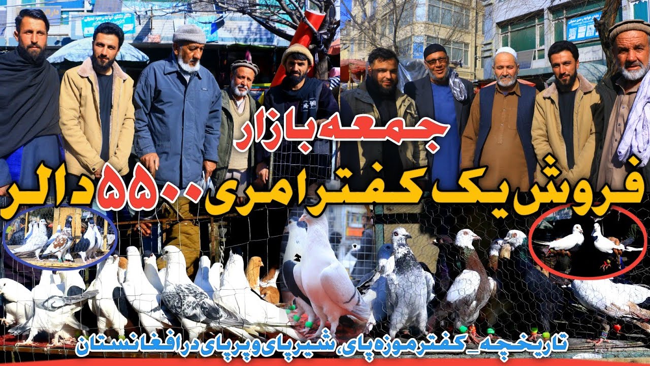 بهترین کفترهای مزاری در جمعه بازار|فروش کفتر موزه پای پنج هزار و پنجصد دالر|پشیمانی و عجله در خرید