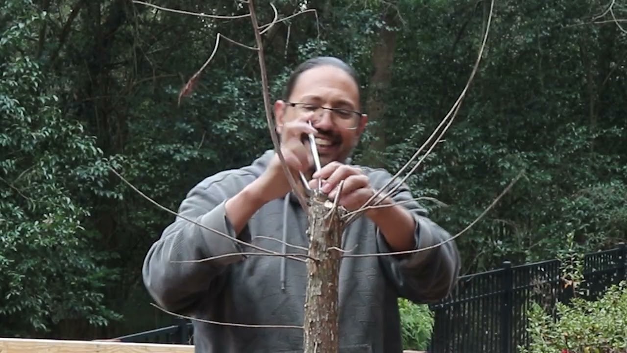 First Styling of Bald Cypress - Are two possibilities possible?