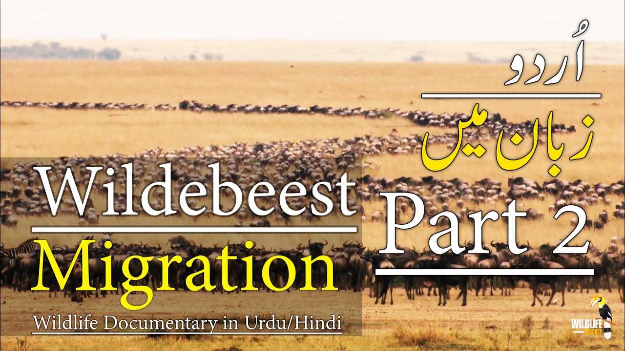 Wildebeest Migration 2024 Wildlife documentary in Urdu & Hindi PART 2 #wildlifeanimals #netgeo
