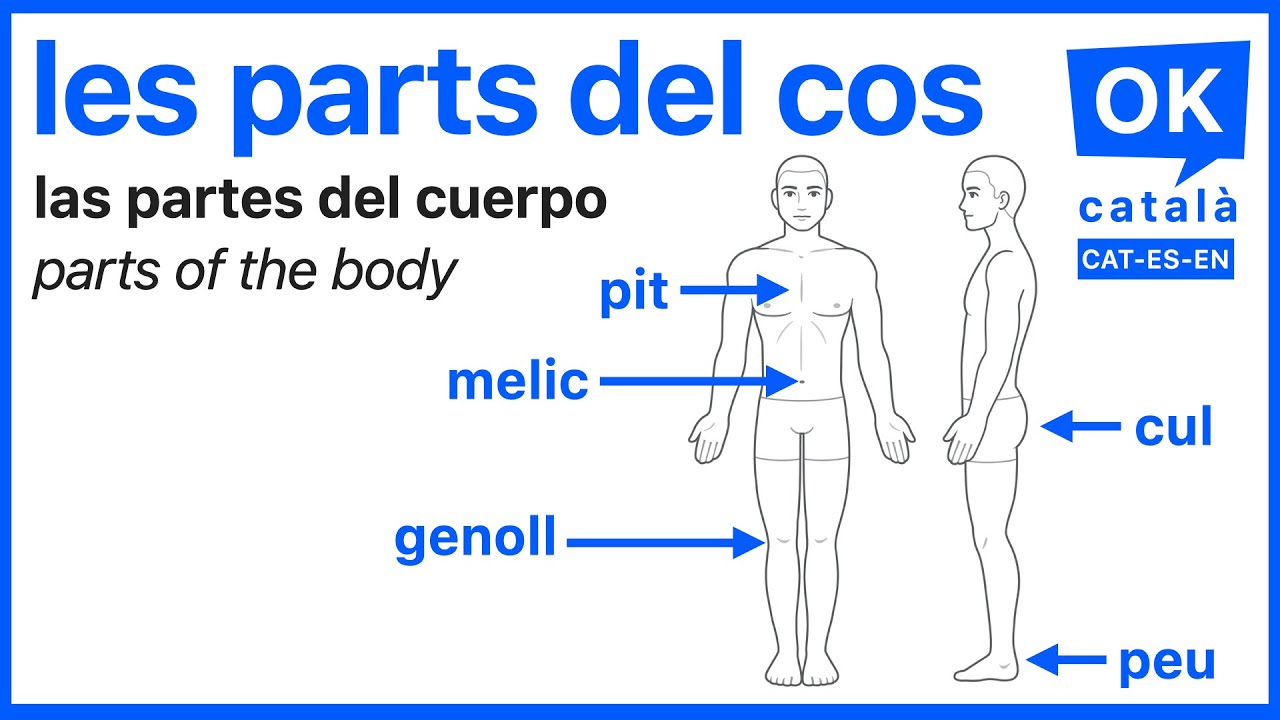 Les parts del cos en catal&agrave; &ndash; Amb &agrave;udio i traducci&oacute; ES i EN | OK CATAL&Agrave;
