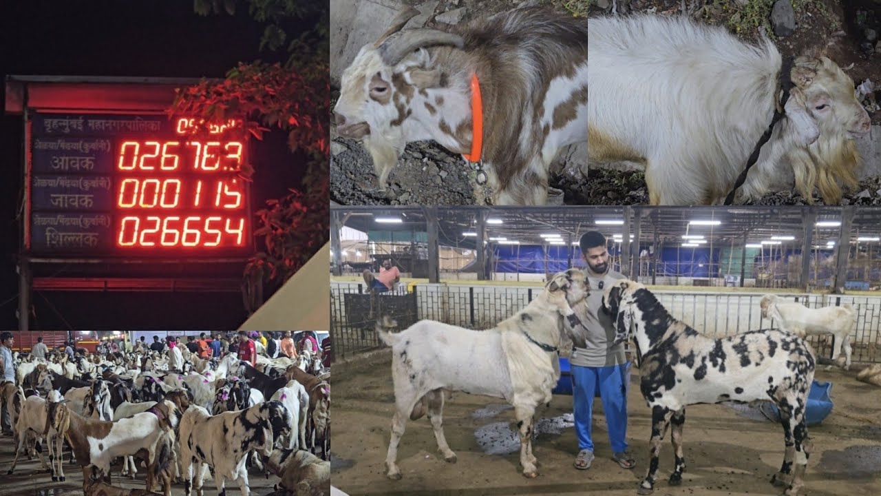 Deonar Bakra Mandi Update 5th June || Al Mehtab Goat Farm