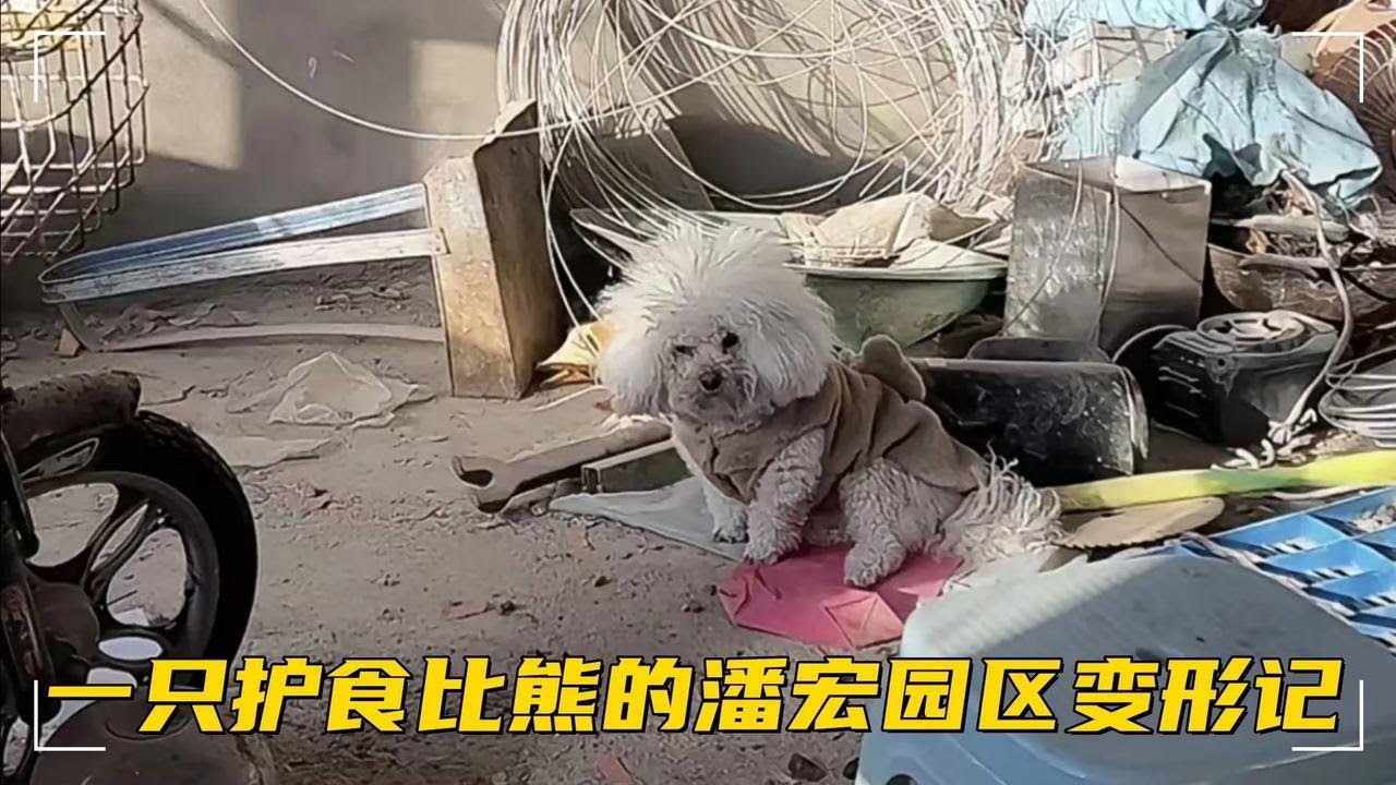 一隻護食小比熊的潘宏園區變形記！ #潘宏愛玩狗 #養狗的樂趣 #比熊