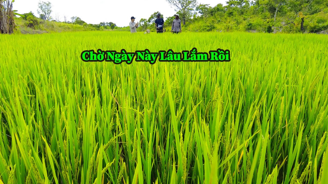 Công Đồng IILúa Đã Trổ Bông . Hai Bác Trưởng Bản Phải Thốt Lên Khi Thấy Ruộng Bậc Thang Của VN
