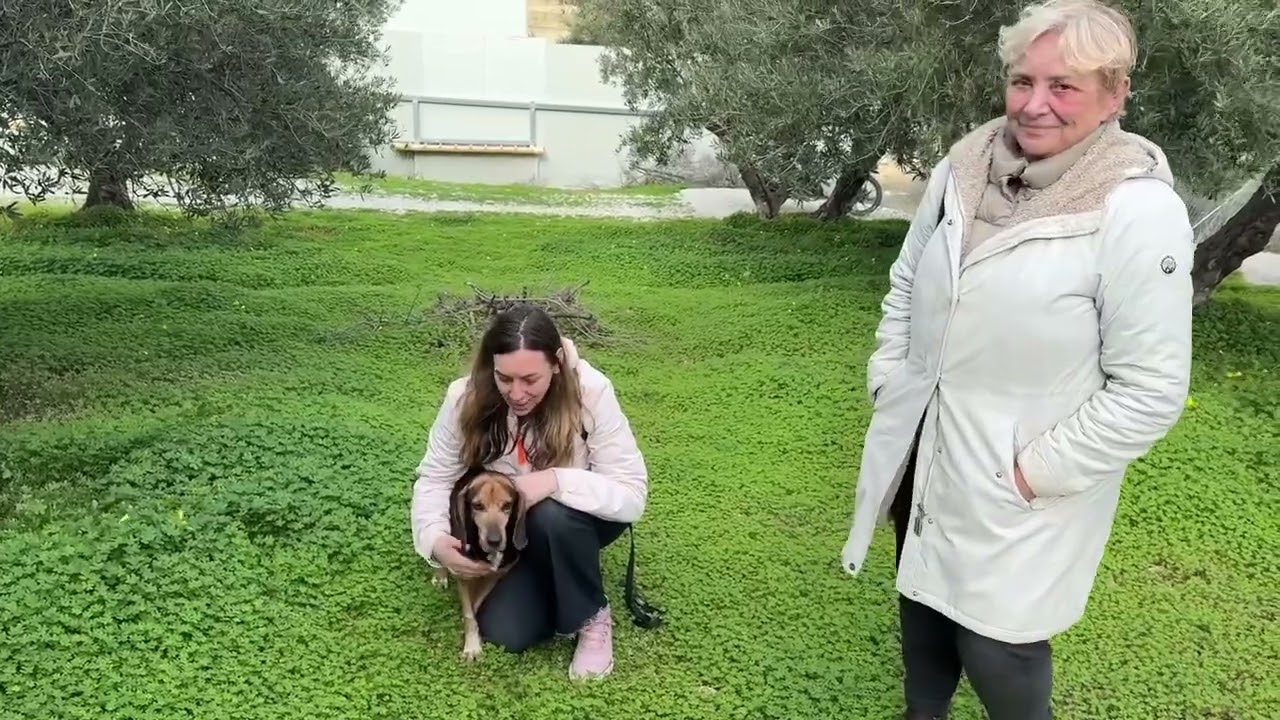 Пристройство пожилых животных в новые семьи делает меня такой счастливой 🥳❤️ Опи нашел свой посто...