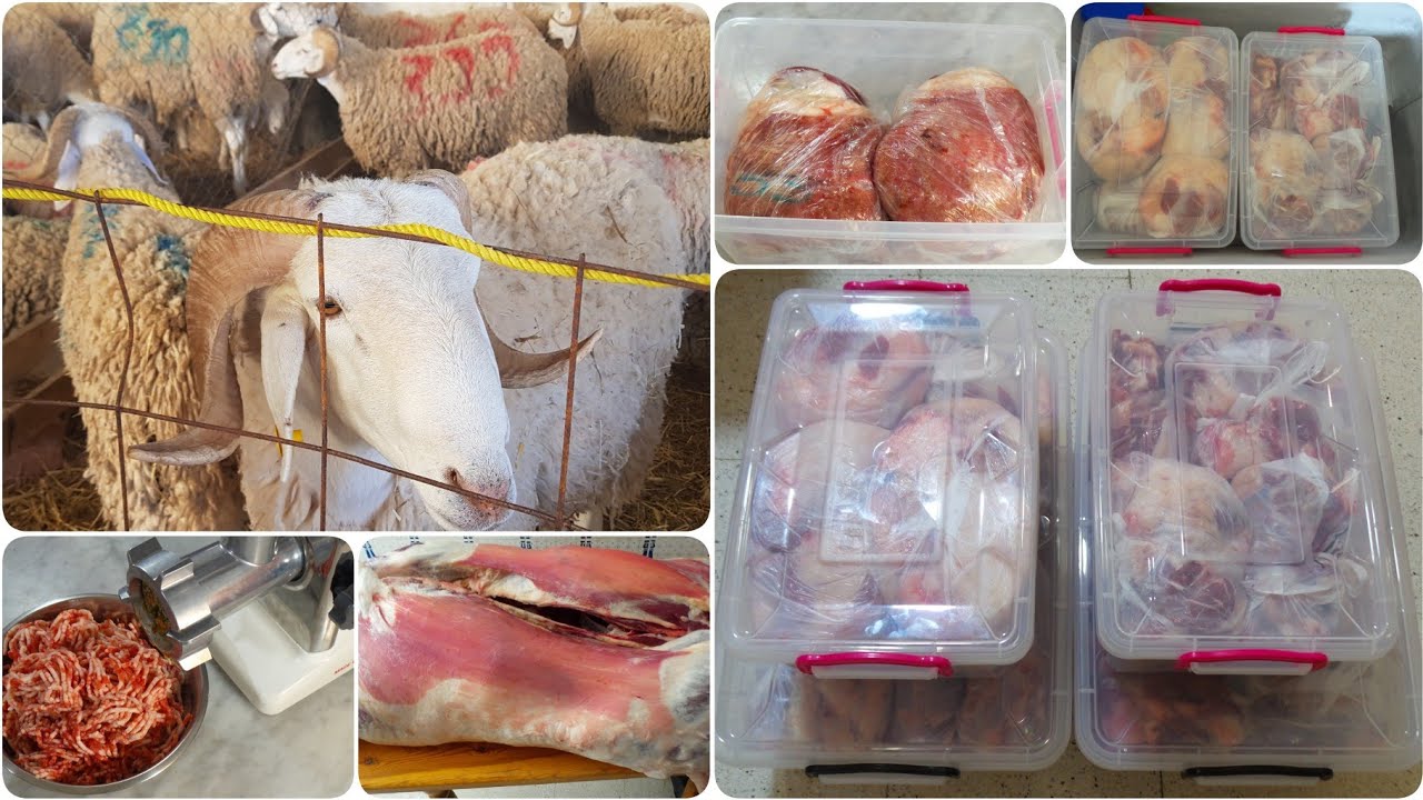تحضيرات عيد الاضحى🐏 طريقة تقسيم🪚تقطيع✂️تخزين الأضحية🍗🍖🥩تع المبتدئات🤫😂عولة المجمد🧐كل قطعة واش توالم🤔
