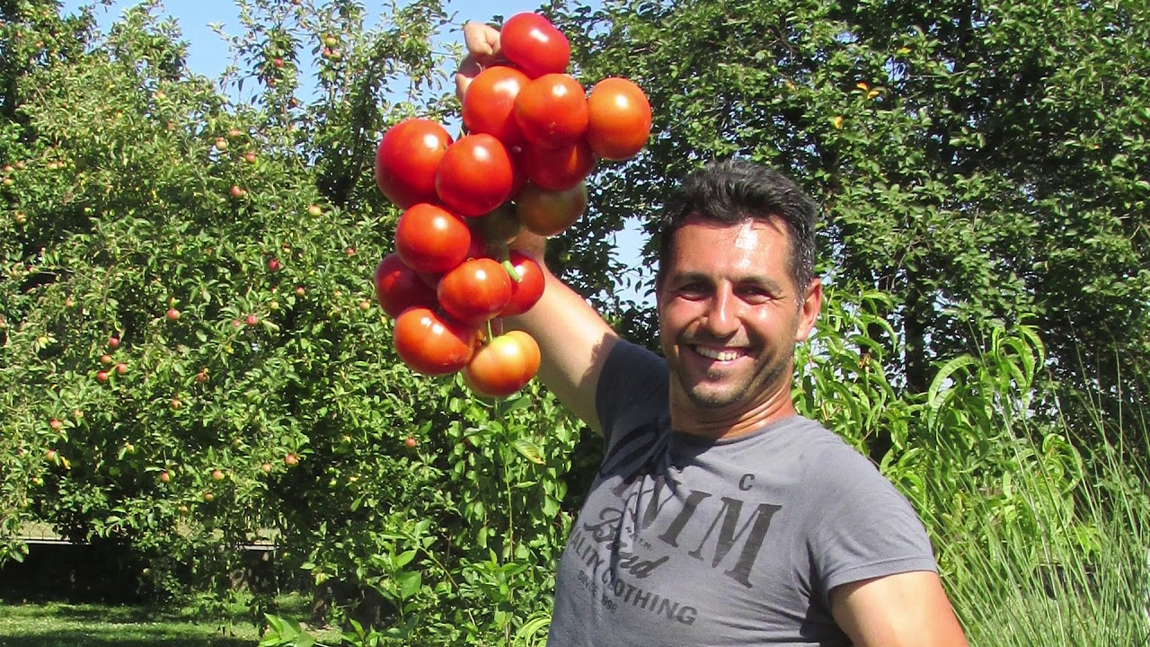 Seminis hibridi paradajza - prednosti savremene selekcije