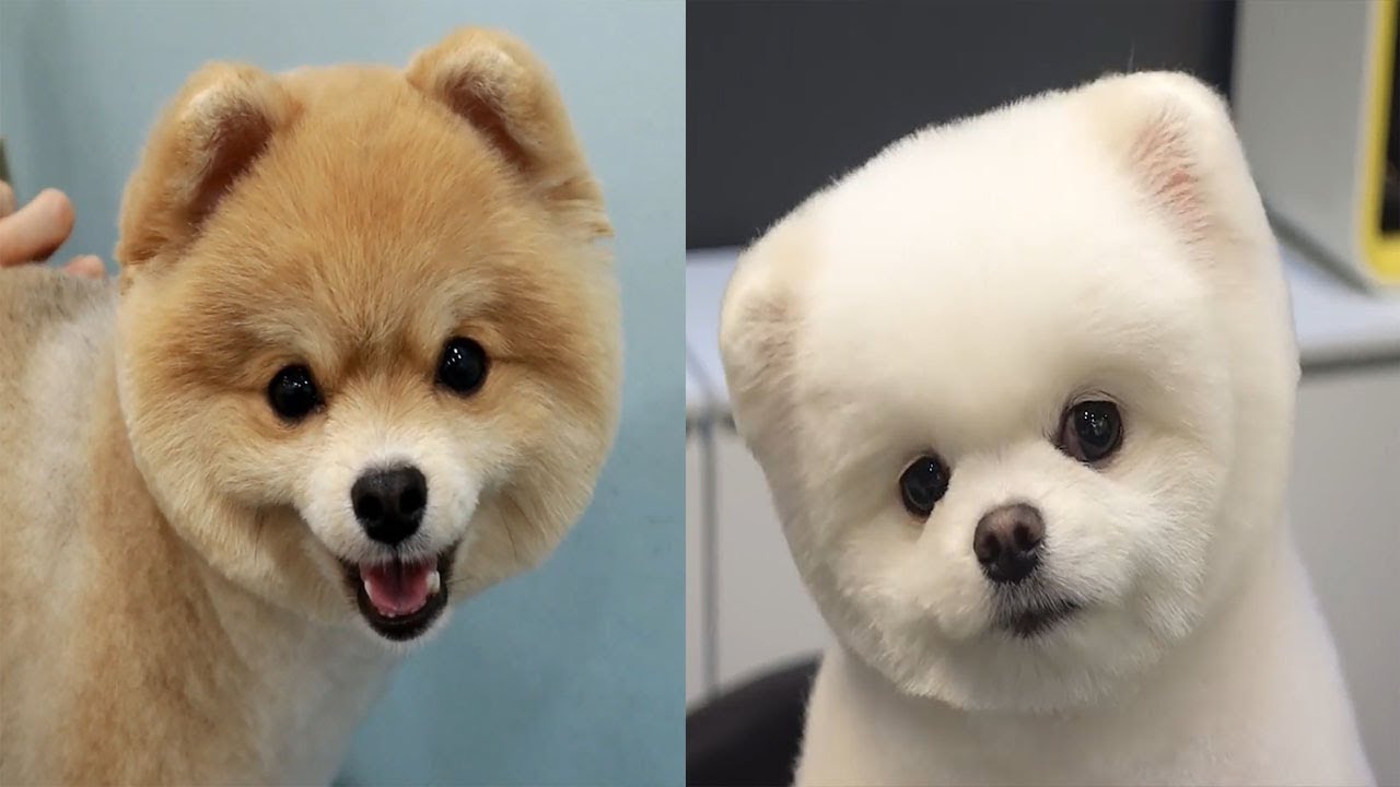 ❤️Ils sont adorable ces petits chiens ! 🐩 Quelle transformation ❤️