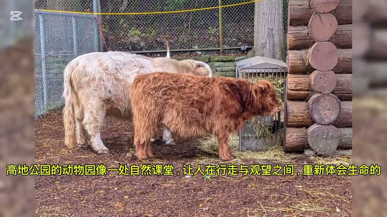 加拿大🇨🇦 加东赏枫（十）多伦多高地公园，顿河河谷砖厂公园，克劳福德 琼斯纪念公园攻略 10/22-25/2025， Toronto Parks， Toronto， Ontario， Canada