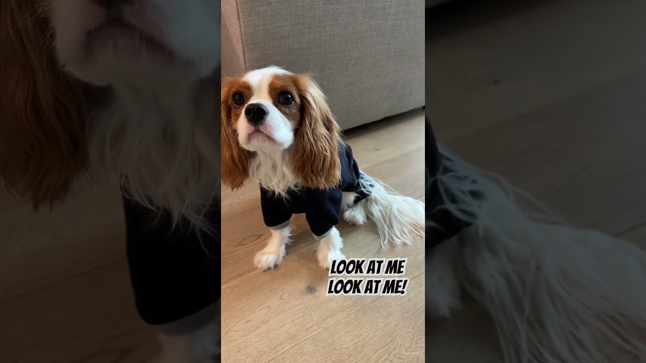 Cavalier King Charles spaniel trying on new clothes - a model in making