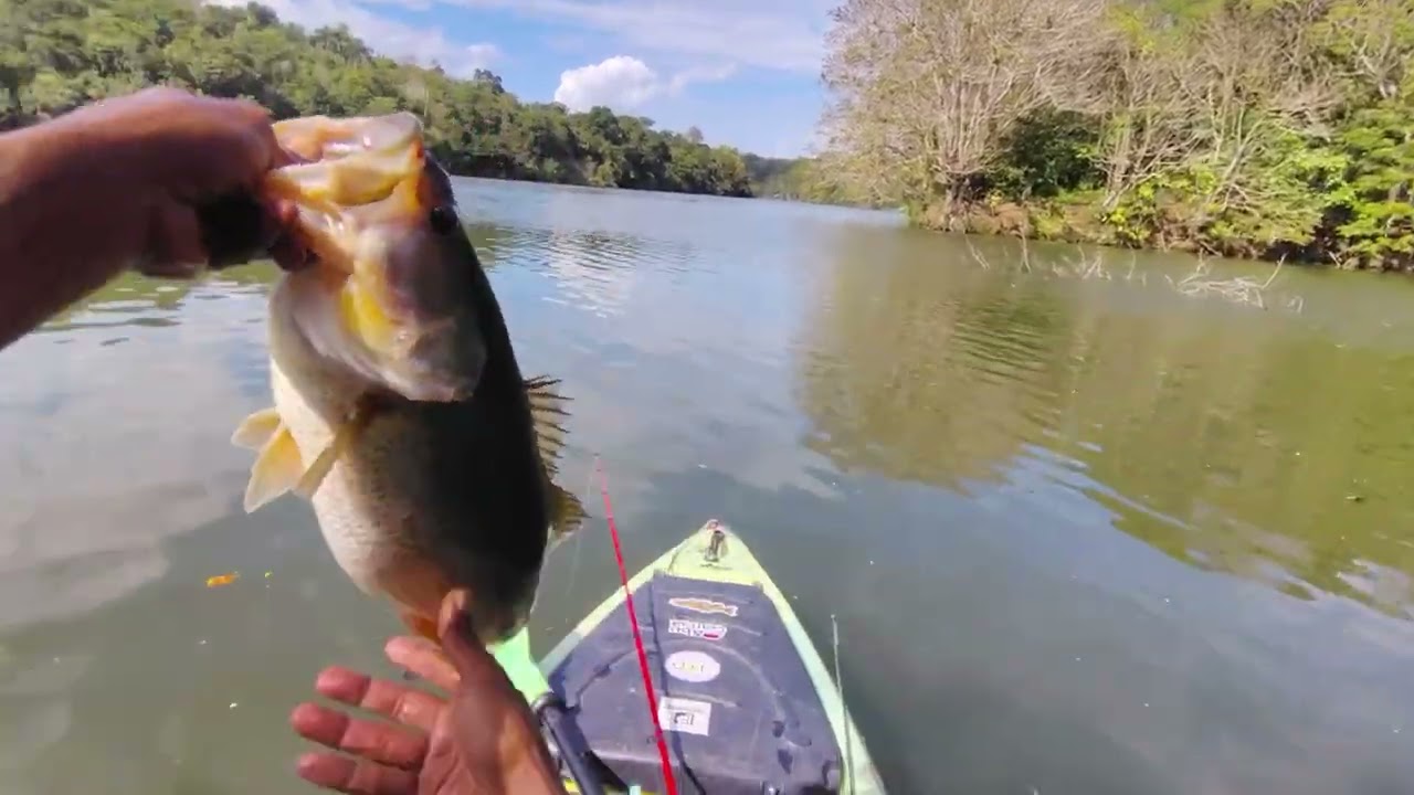 Captura de lobina y Tucunare con señuelo Flikers #5 