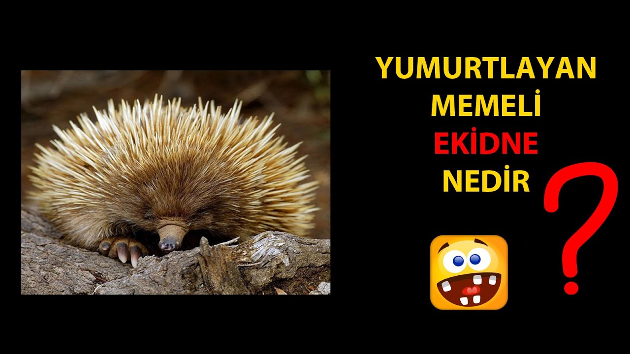 Yumurtlayan Memeli Ekidne Nedir?
