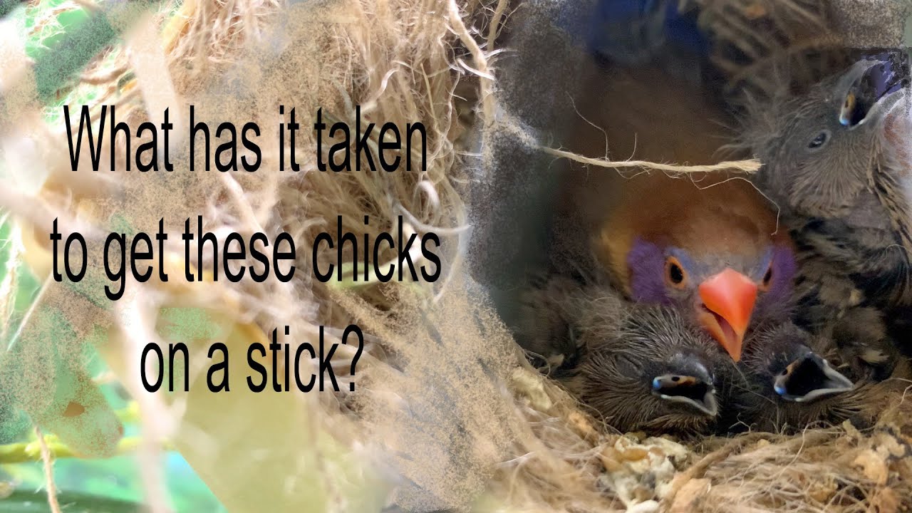 Aviary update: Every day, getting closer to new chicks