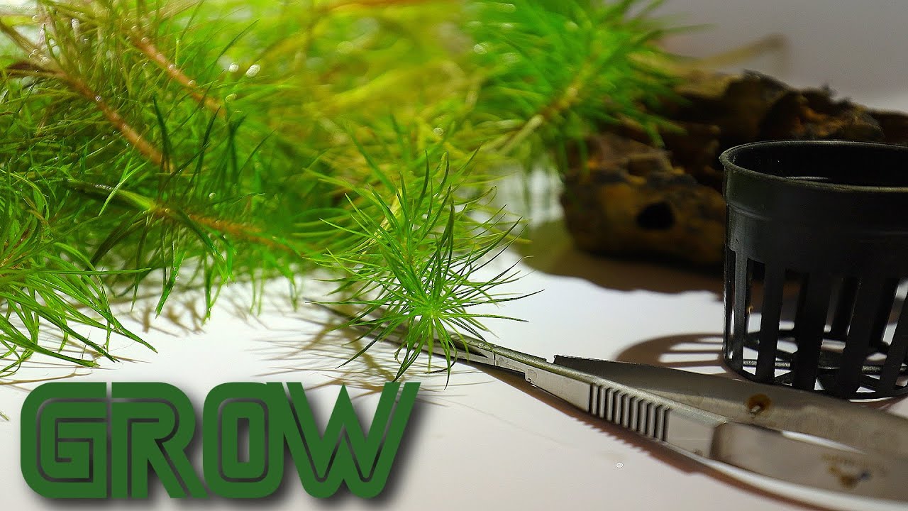 Propagating Aquarium Stem Plants