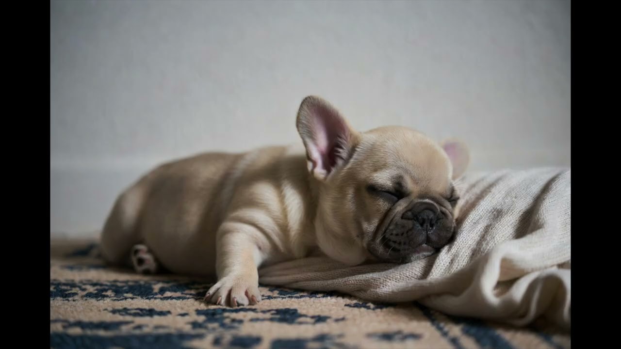 깊은 수면과 휴식을 위한 클래식 플레이 01 Classical Music for Deep Rest and Sleep 01