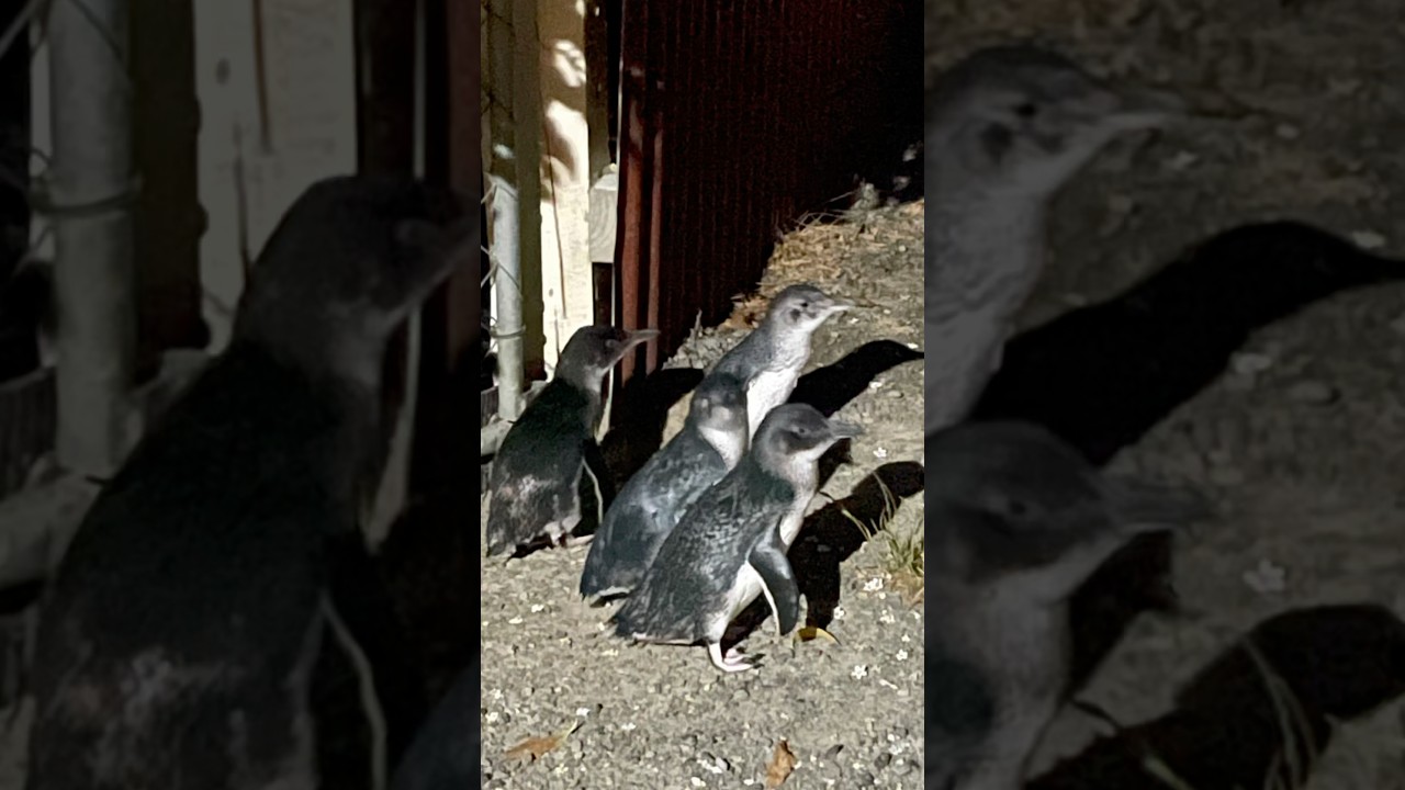 NZ Road trip D14: Otago Peninsula, Moeraki Boulders, Oamaru Blue Penguin Colony