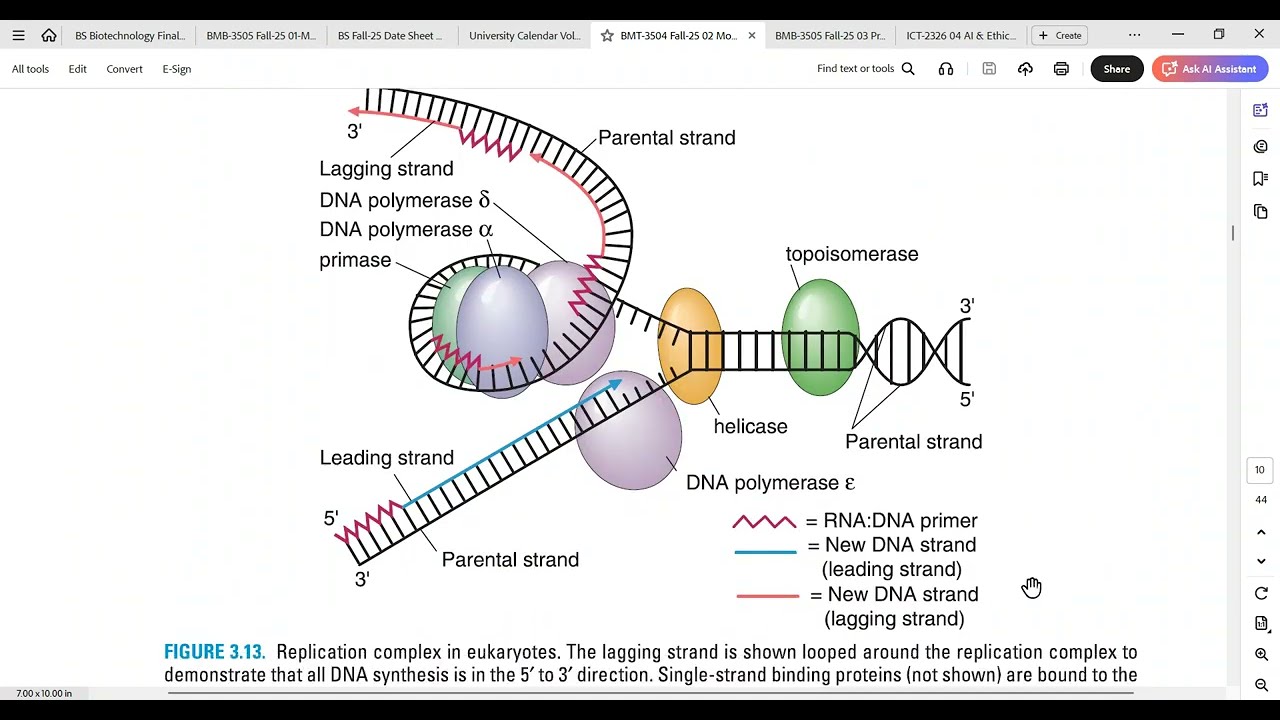 DNA Replication | BMT-3504 Fall-25 14-01-2026