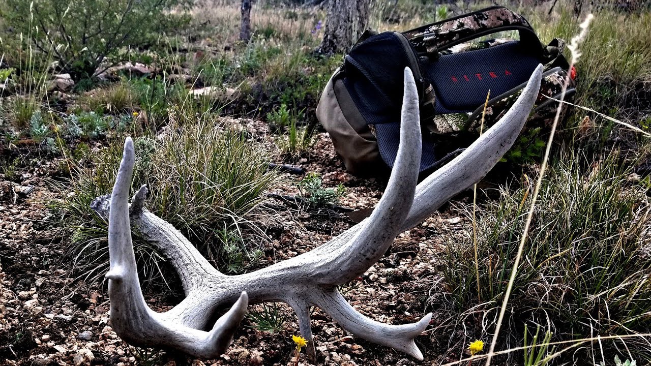 FINDING THE BIGGEST DEER SHED OF MY LIFE