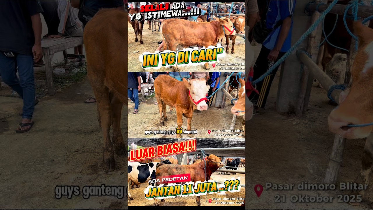 Pasaran sapi di pasar dimoro Blitar terbaru 21 Oktober 2025 (bagian 7) #pasardimoro #sapi